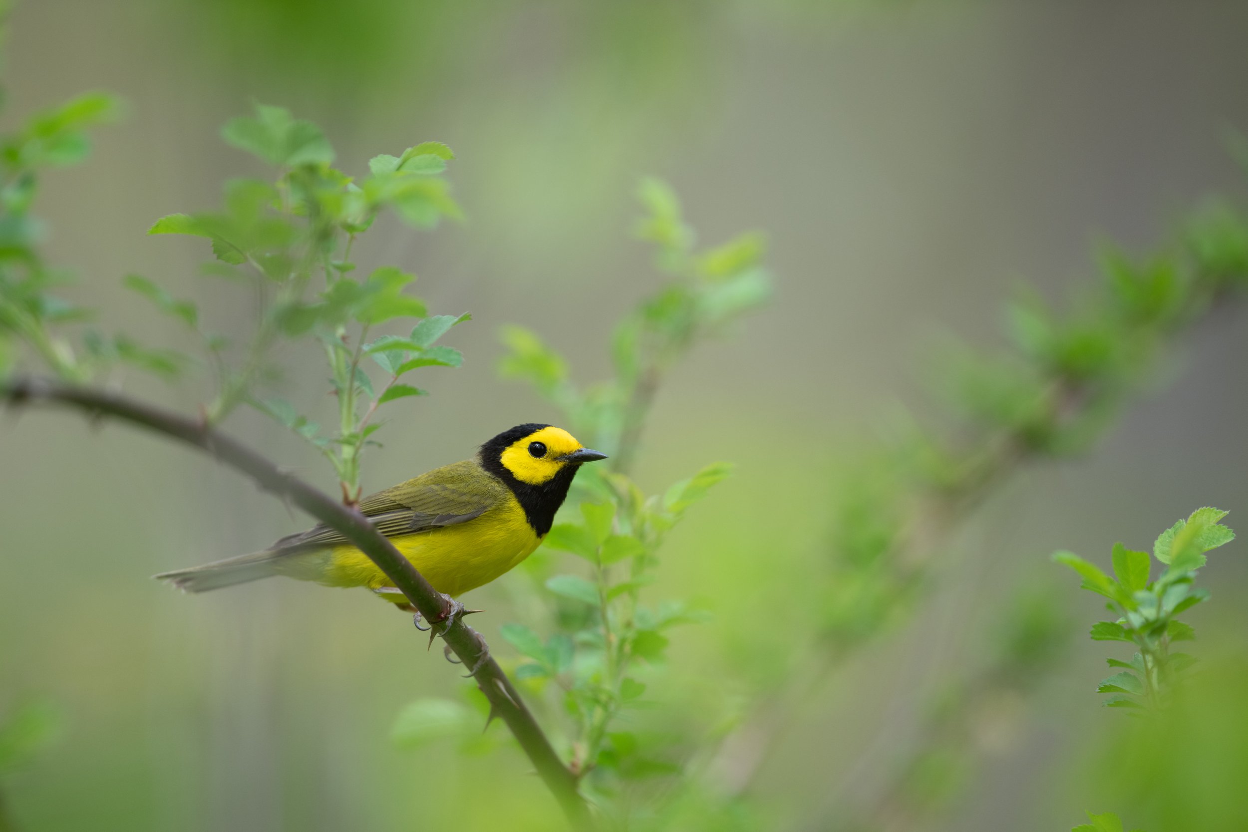   BIRDING FIELD TRIPS  