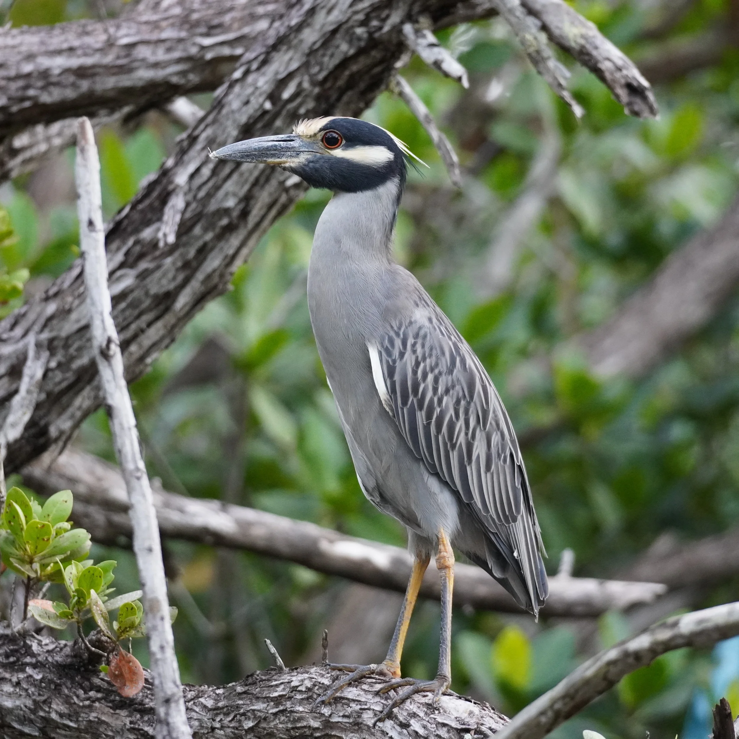 Black Point Area Birding, 12/2/23