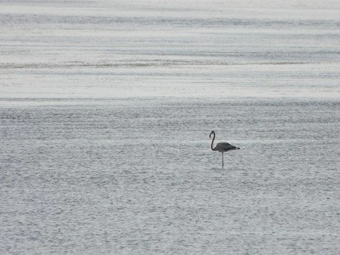 Flamingo Area Birding, 12/9/23