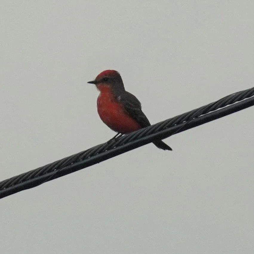  Lucky Hammock Birding, 1/6/24