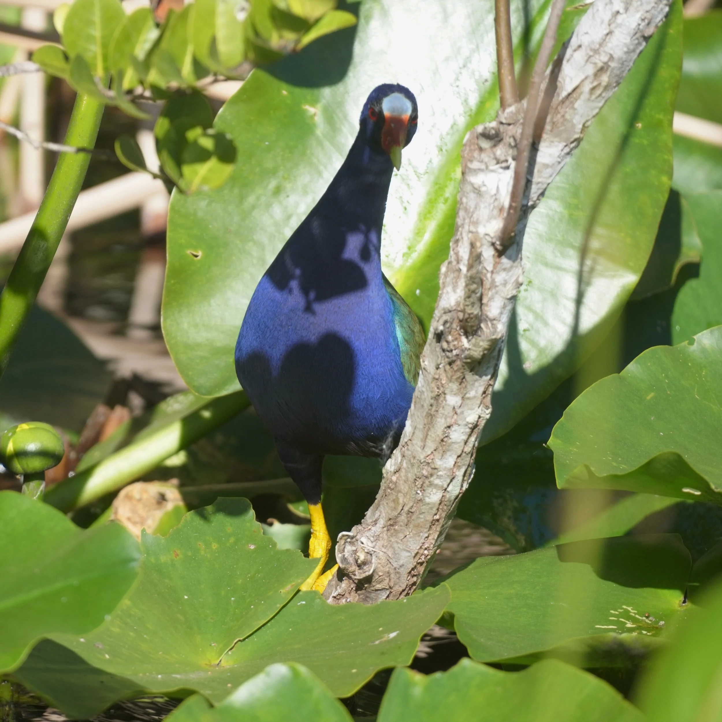 Shark Valley &amp; Big Cypress Birding, 2/10/24