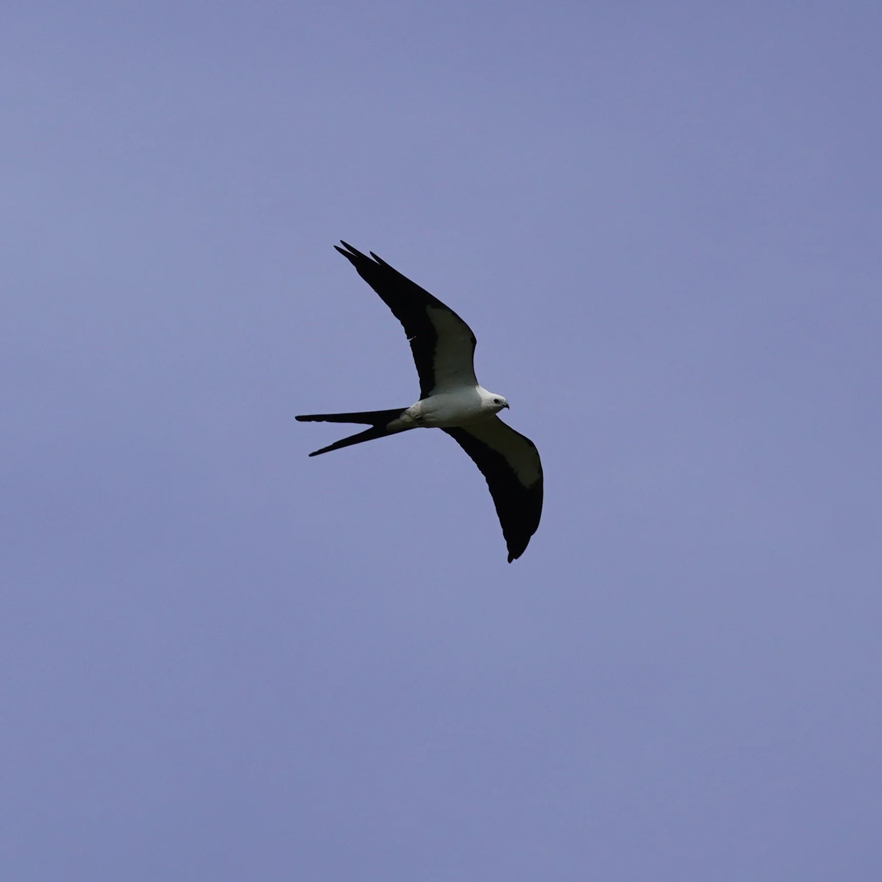 Everglades National Park Birding