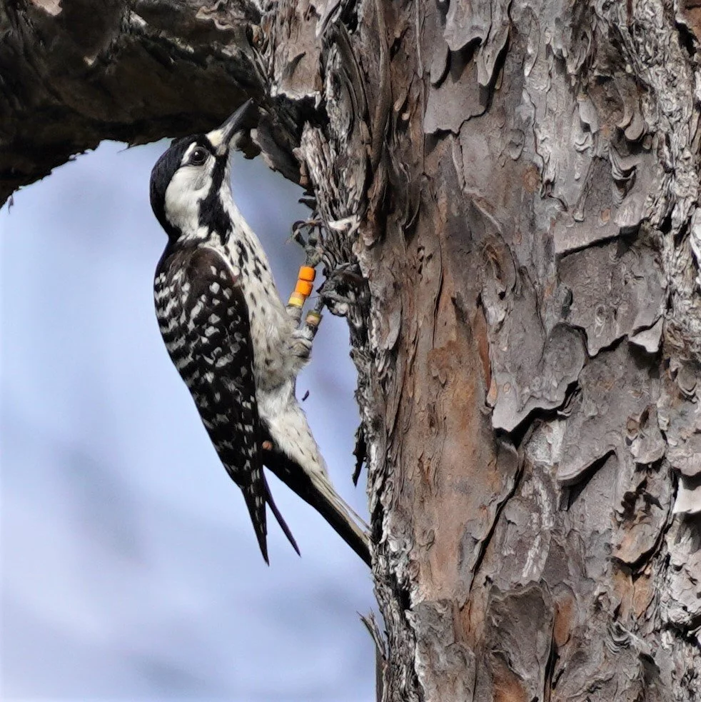 Martin and Northern Palm Beach County Birding 2024