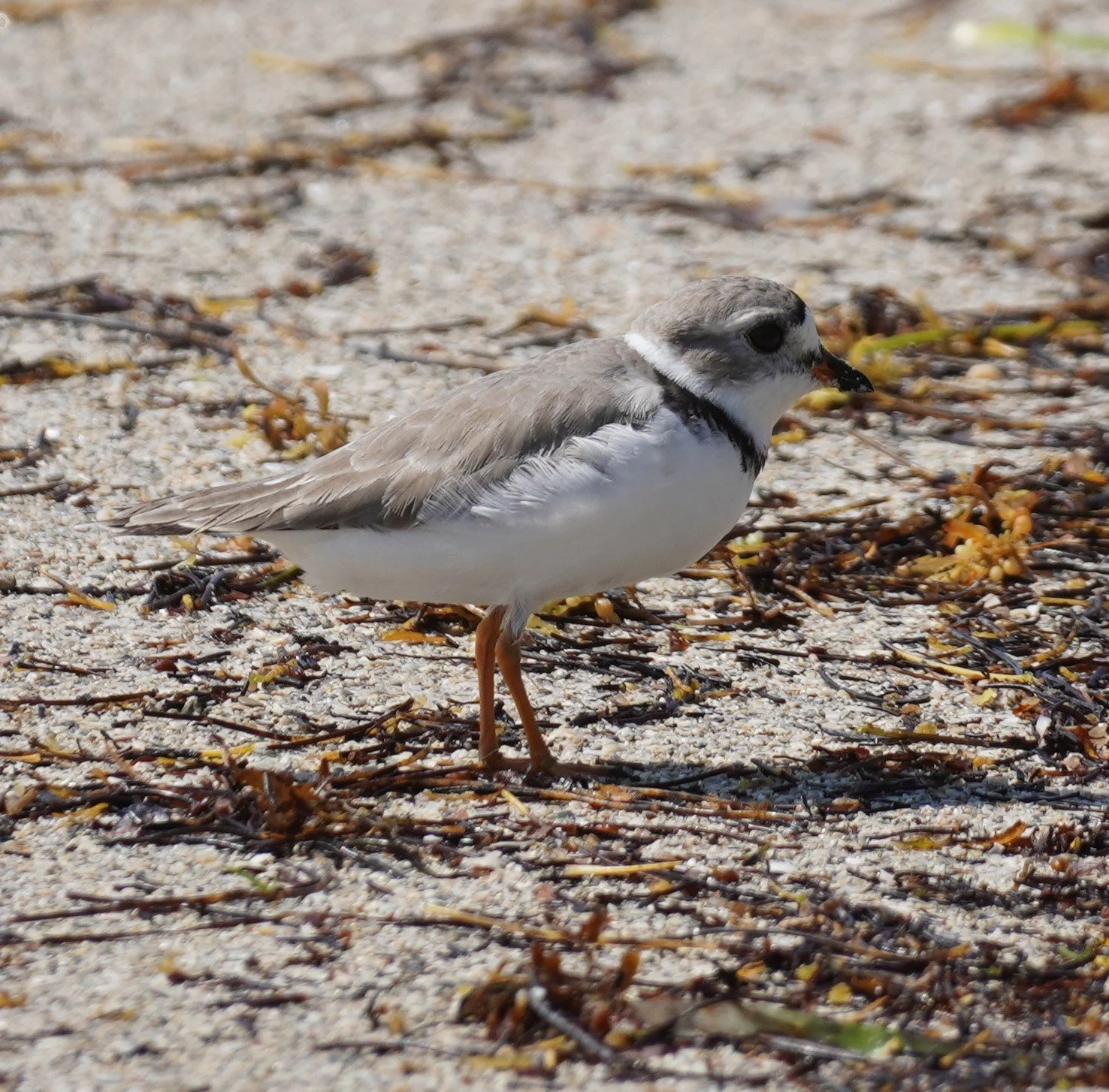 Crandon Park Birding