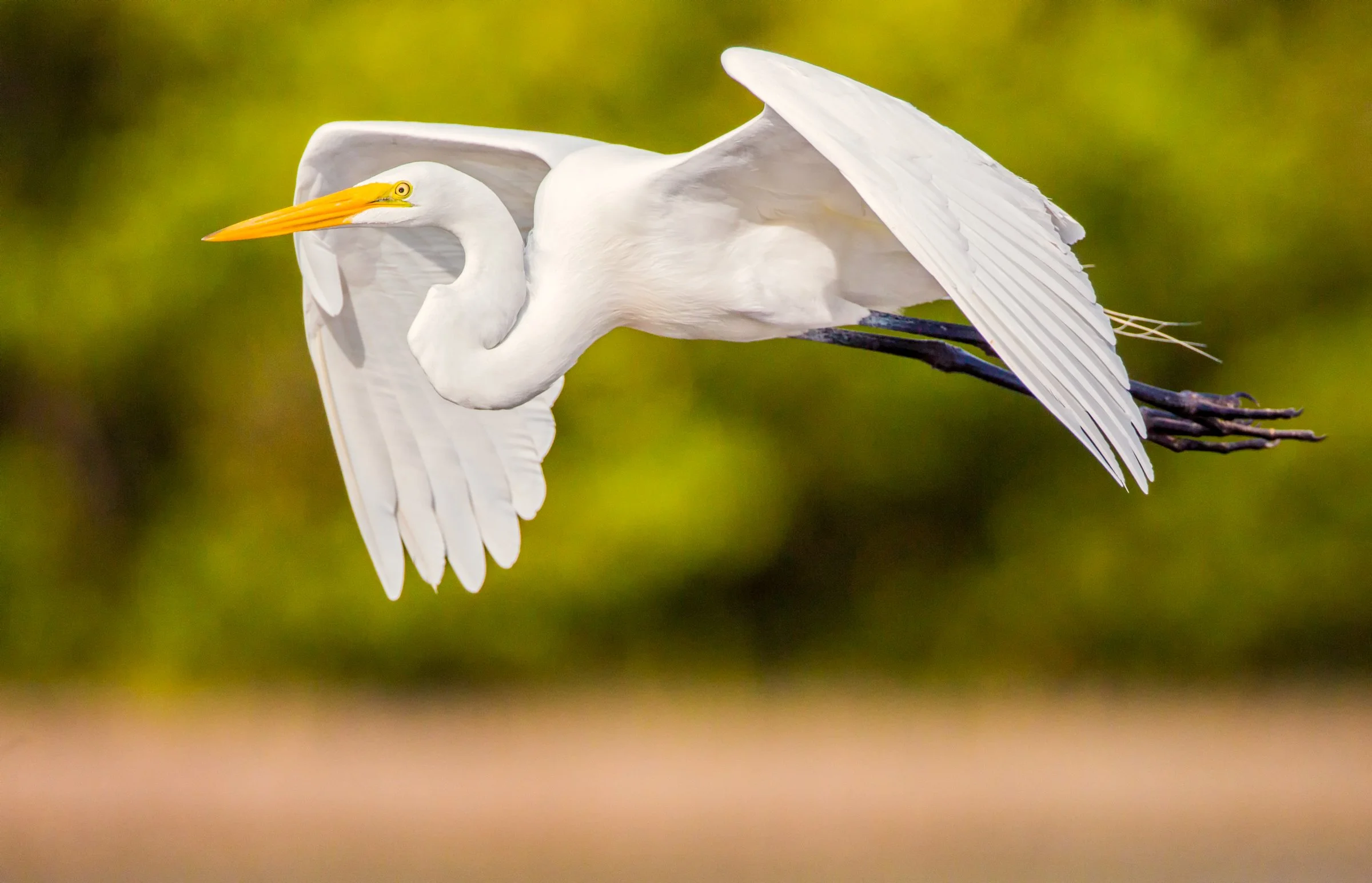 Aud_APA-2016_Great-Egret_Photo-Andres-Leon-Web size.jpg