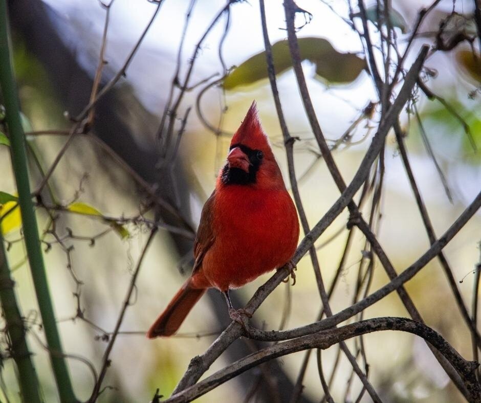 Miami-Dade County Christmas Bird Count