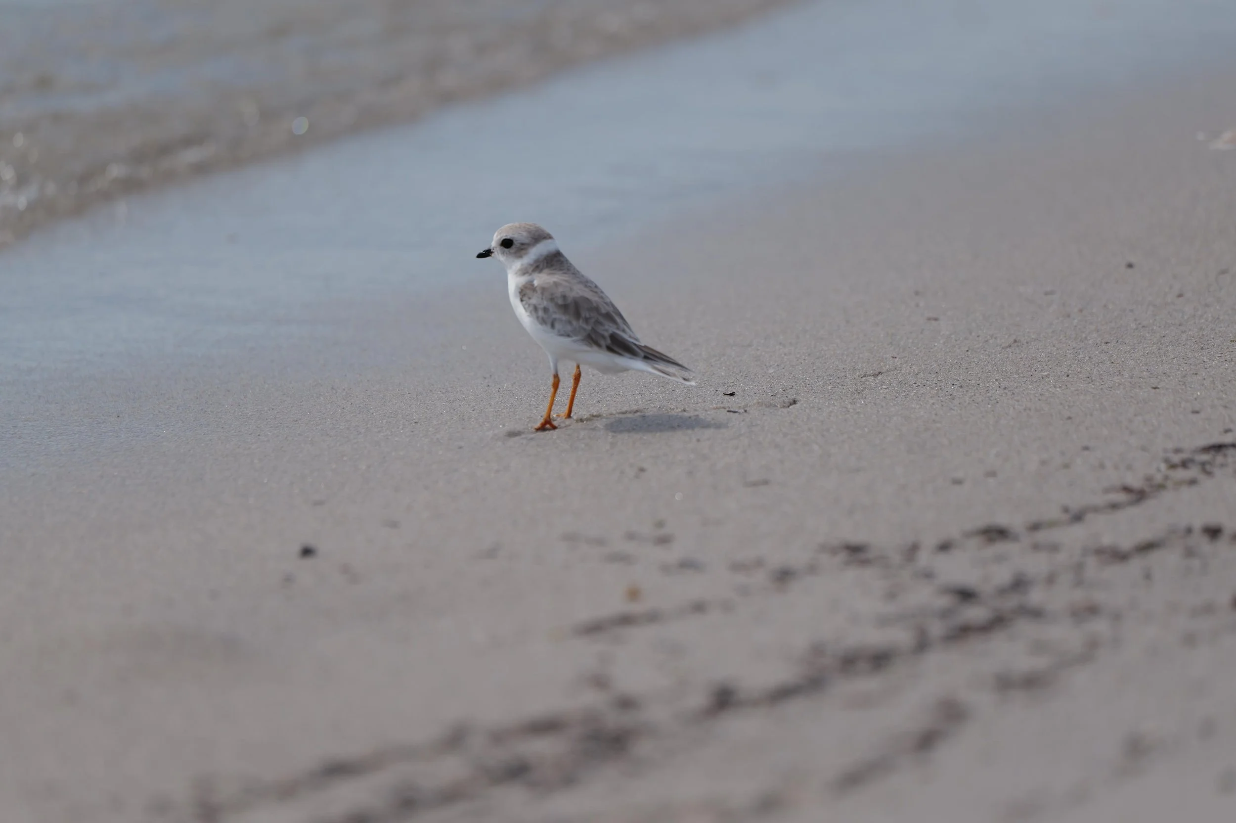 Crandon Park Birding, 9/14/24