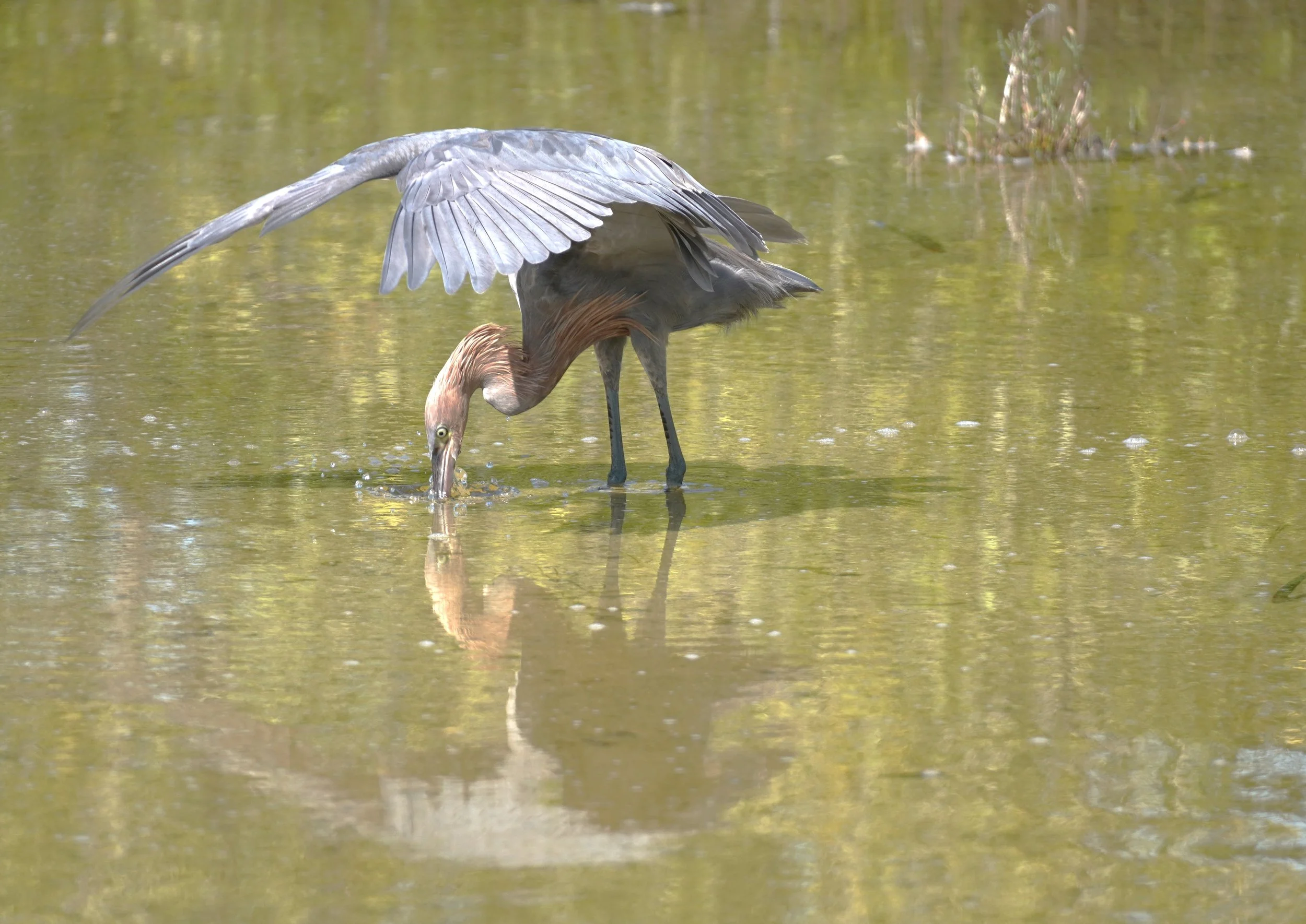 Islamorada Area Birding