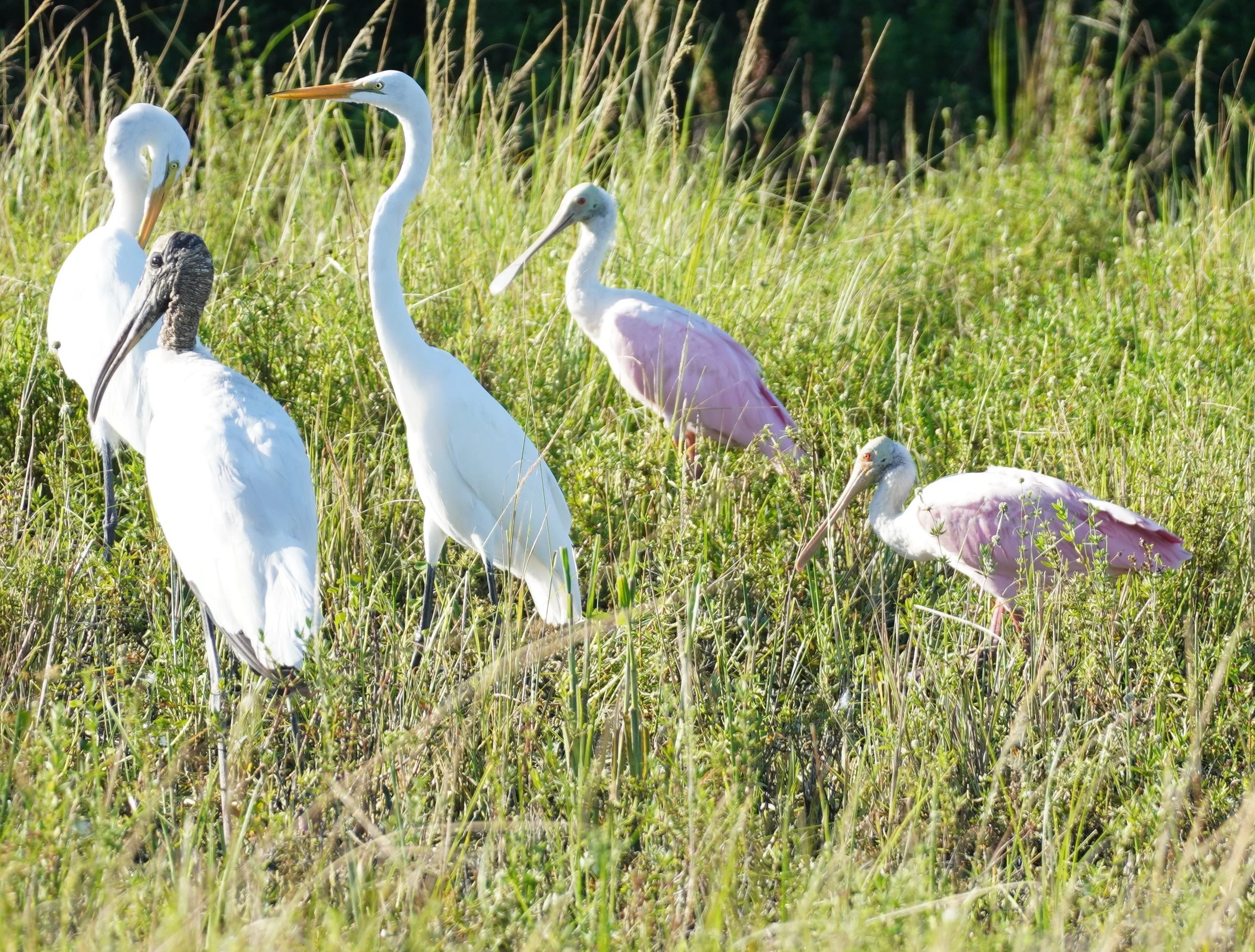 Corkscrew Swamp Sanctuary Birding, 10/5/24