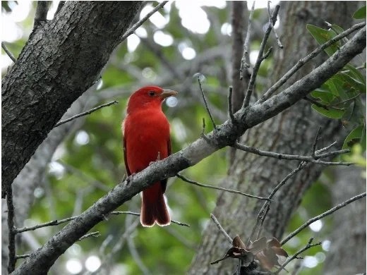 Plantation Preserve Birding, 10/6/24