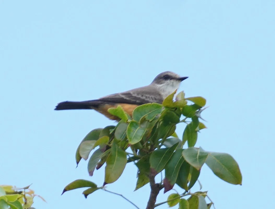 Everglades National Park Birding