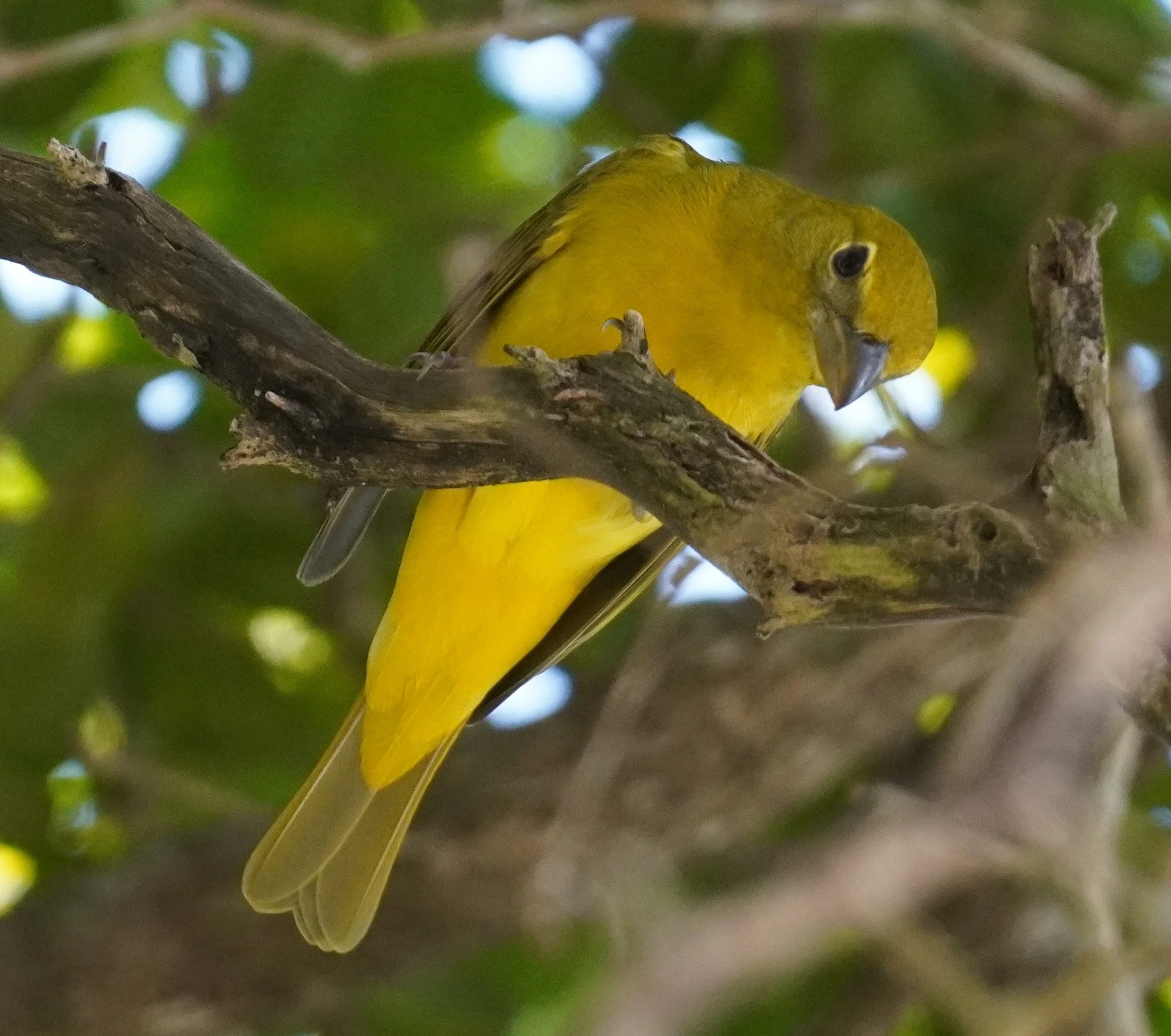 Kendale Lakes Park Birding, 11/9/24