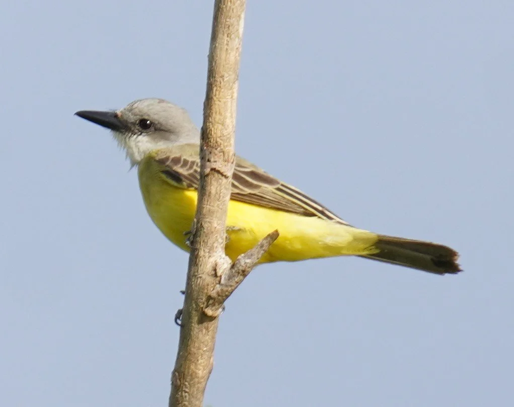 Flamingo Area Birding, 11/16/24