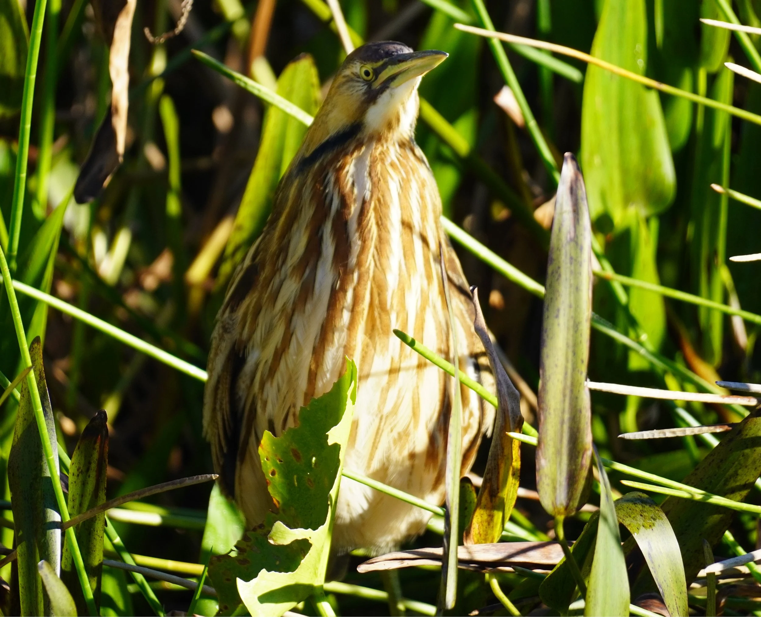 Everglades National Park Birding, 1/5/25