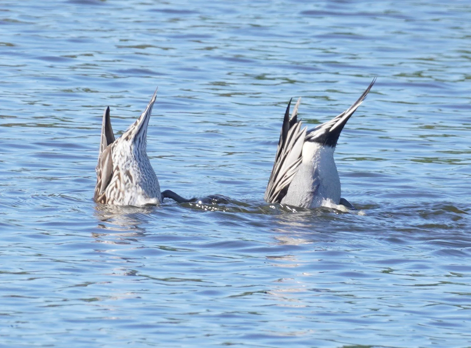 Southern Palm Beach Birding, 1/25/25