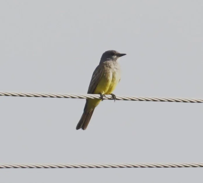 L31-W Canal Birding, 2/1/25