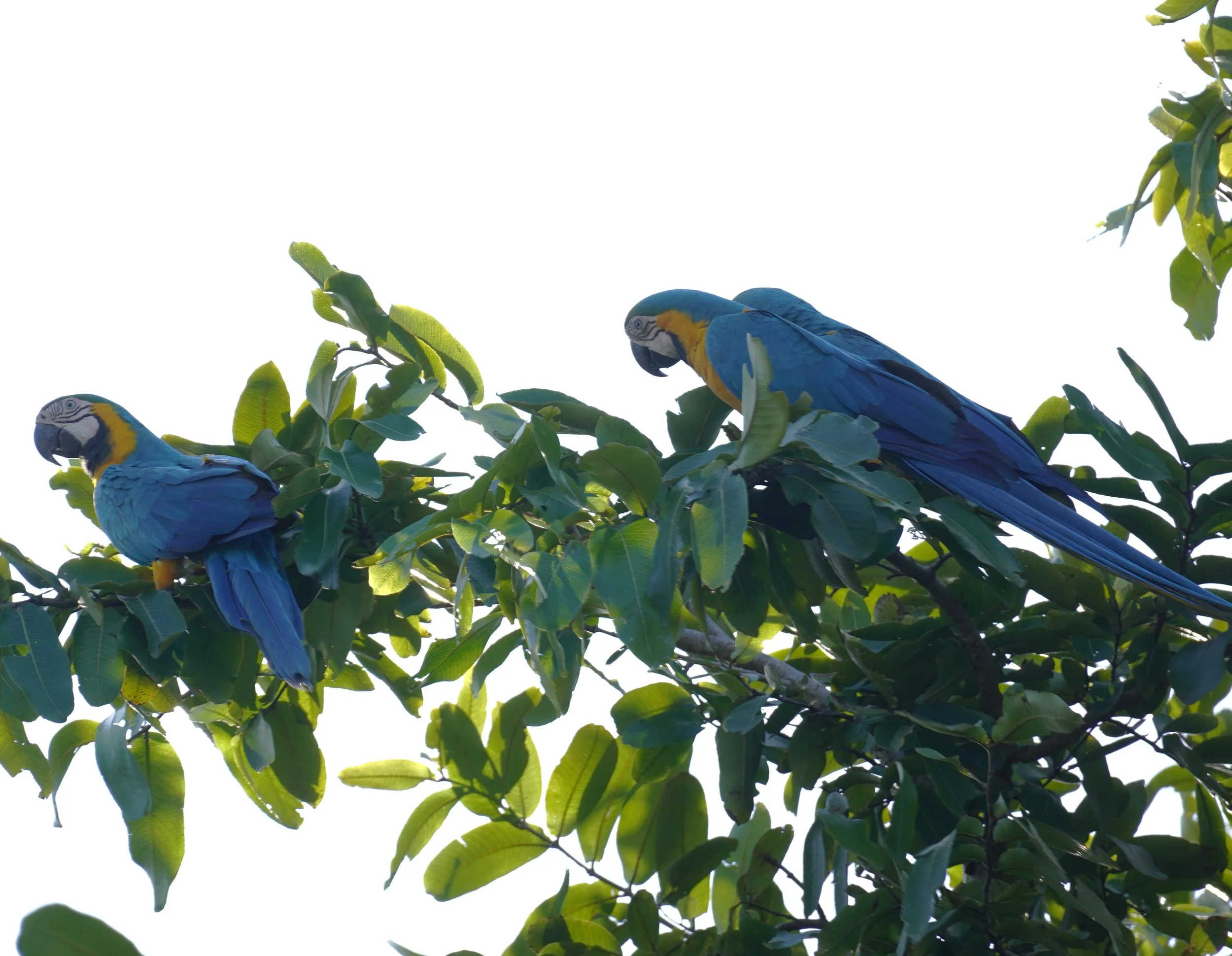 Miami Exotics Tour 2025