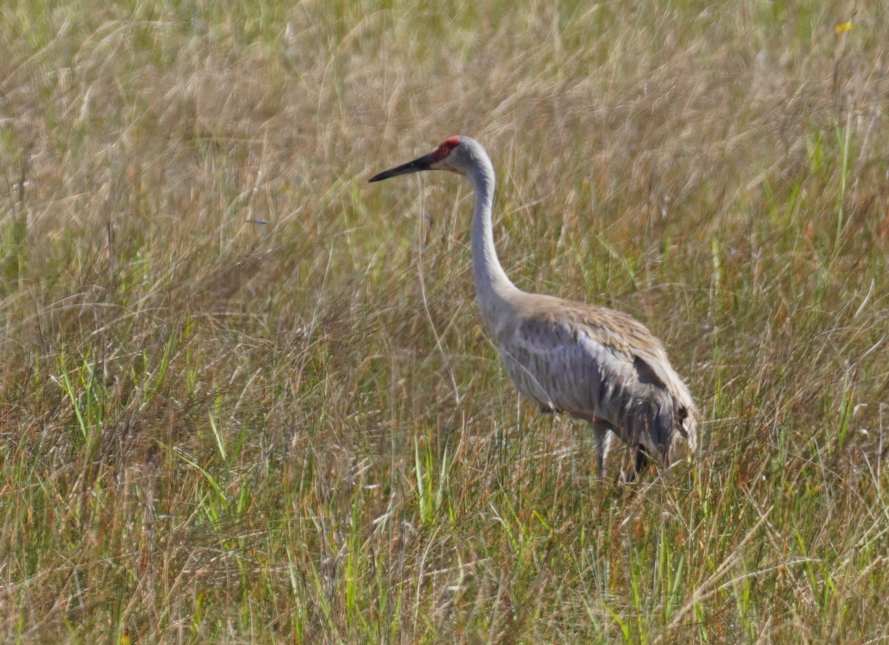 Everglades National Park Birding, 3/1/25