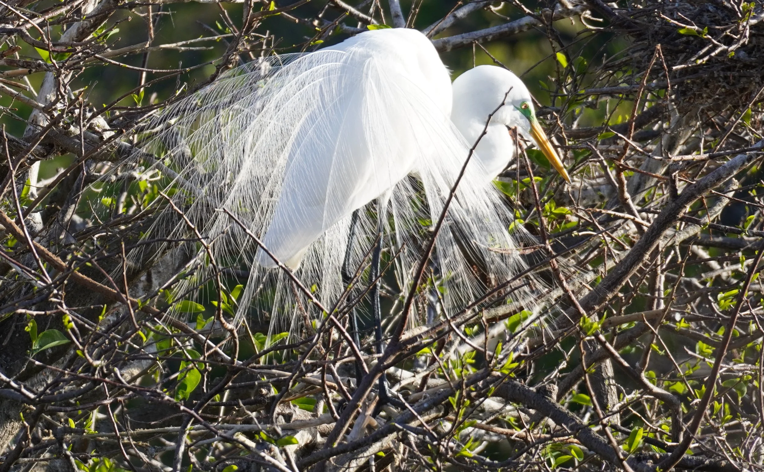 Southern Palm Beach Birding, 3/8/25