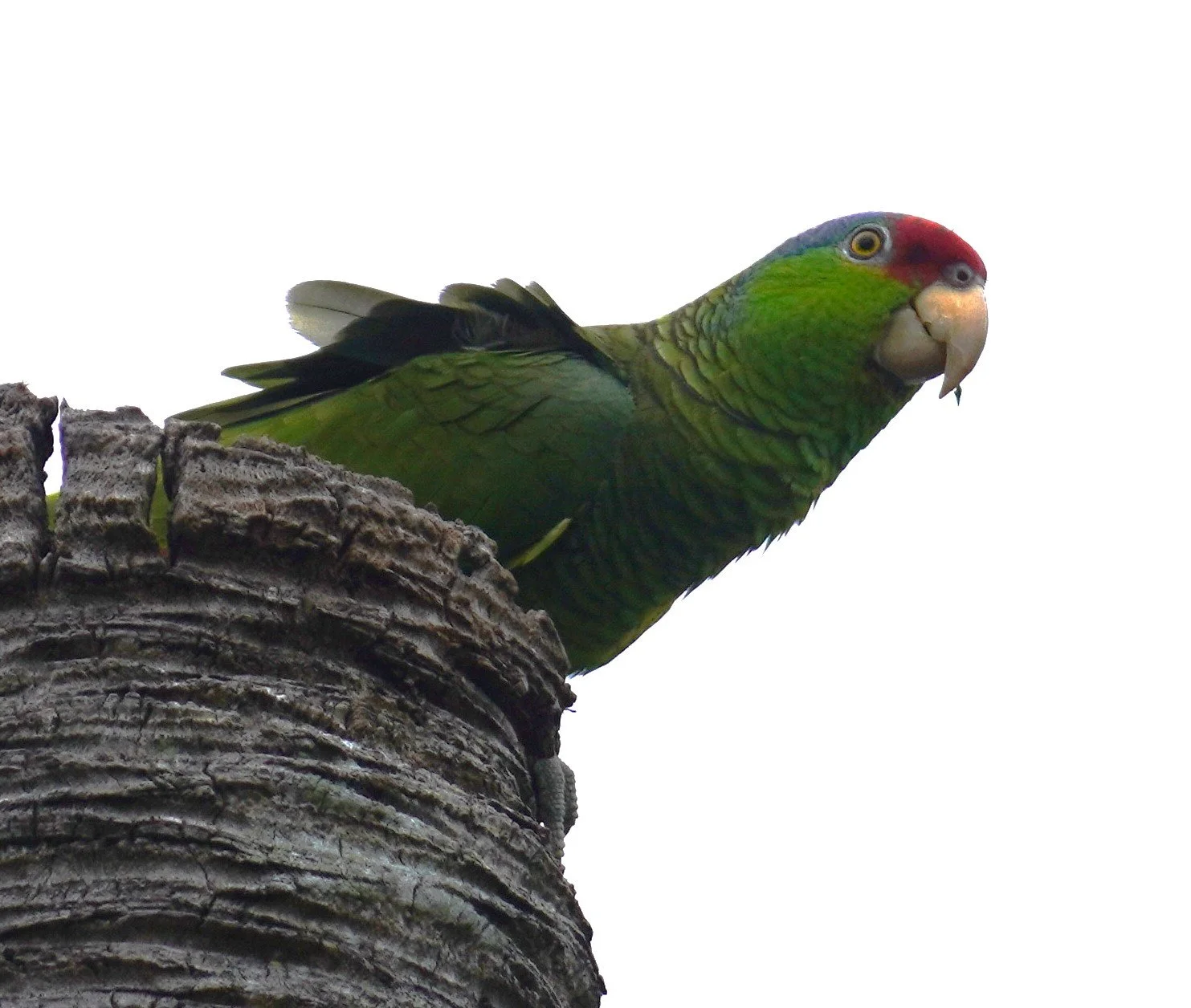 Fairchild Tropical Botanic Garden Birding, 3/29/25