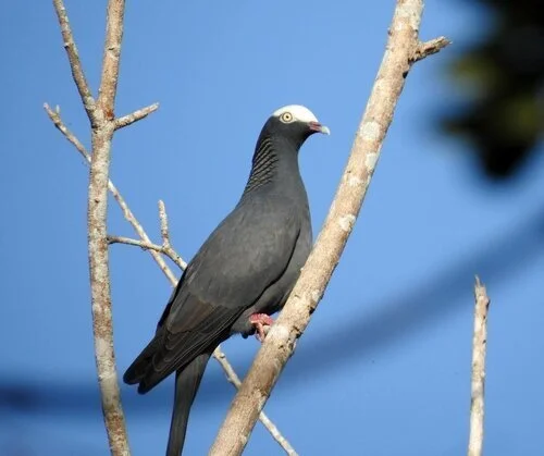 Islamorada Area Birding