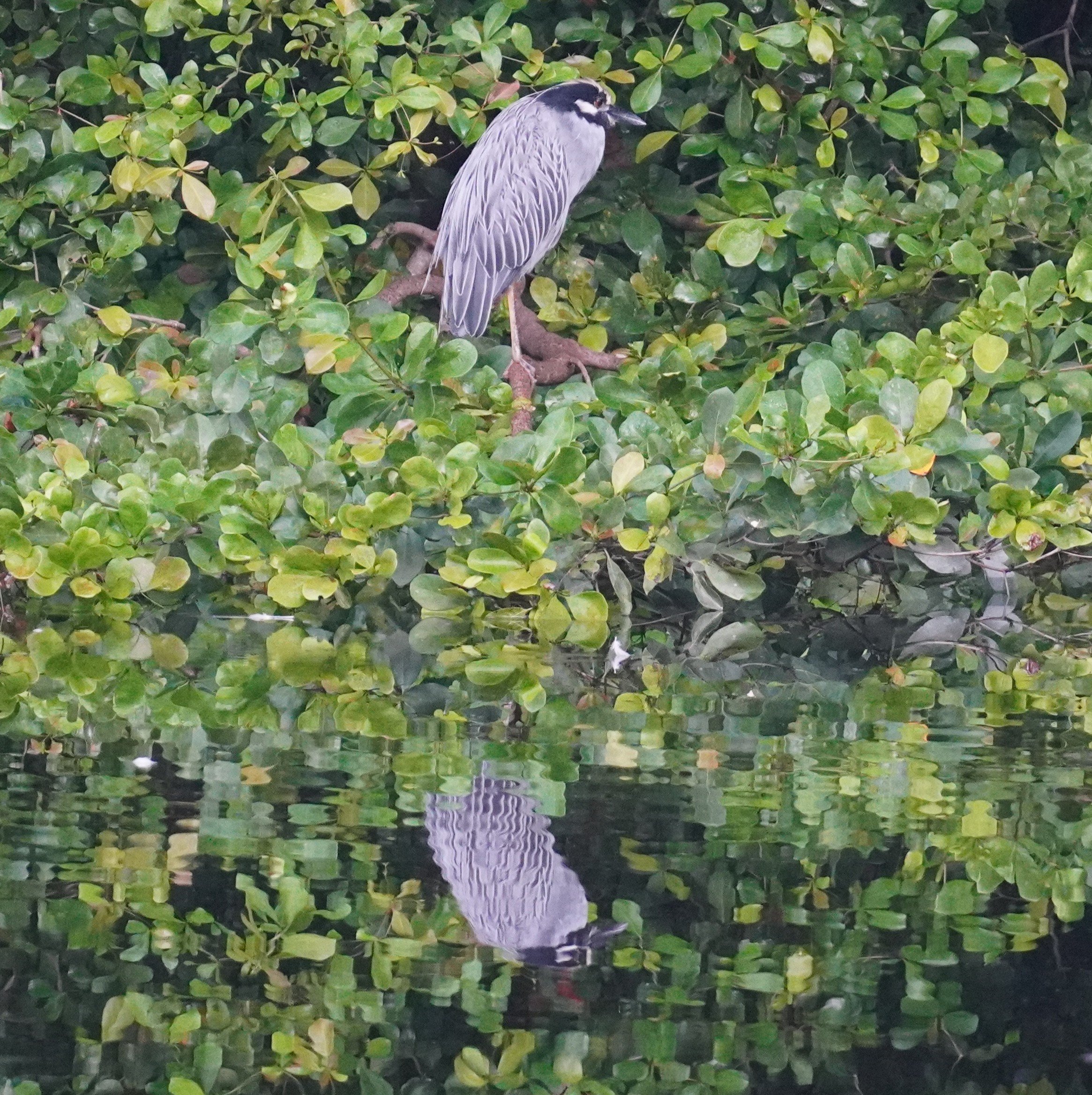 Tropical Park Birding, 9/6/25