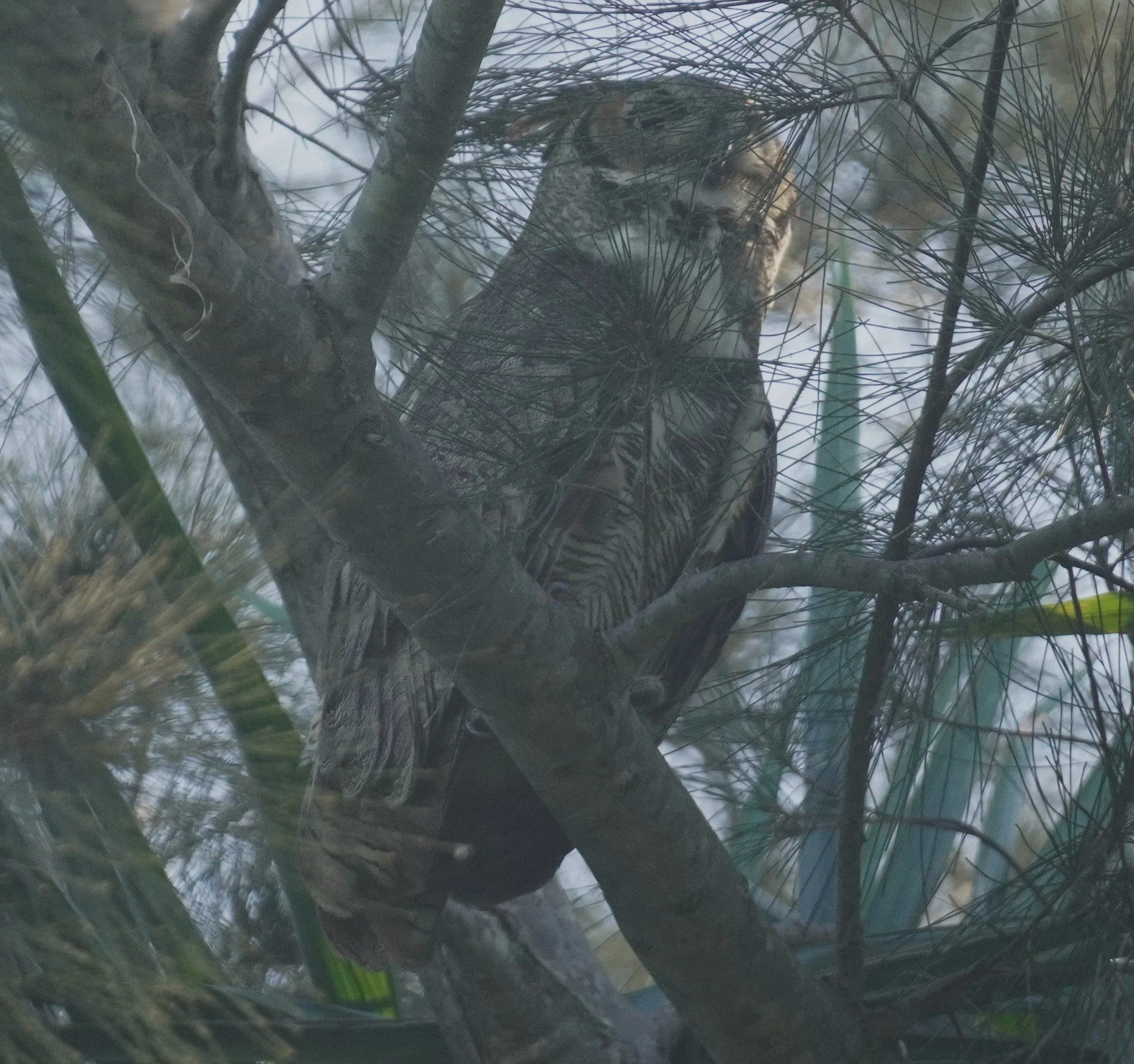 Matheson Hammock Park Birding, 9/27/25