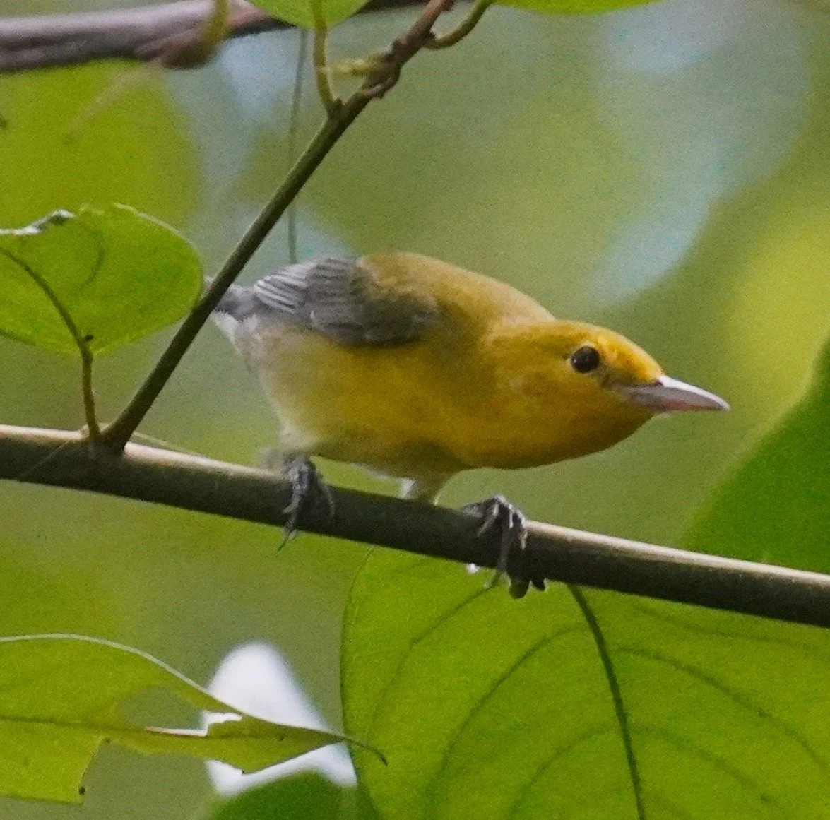 Greynolds Park Birding, 9/28/25