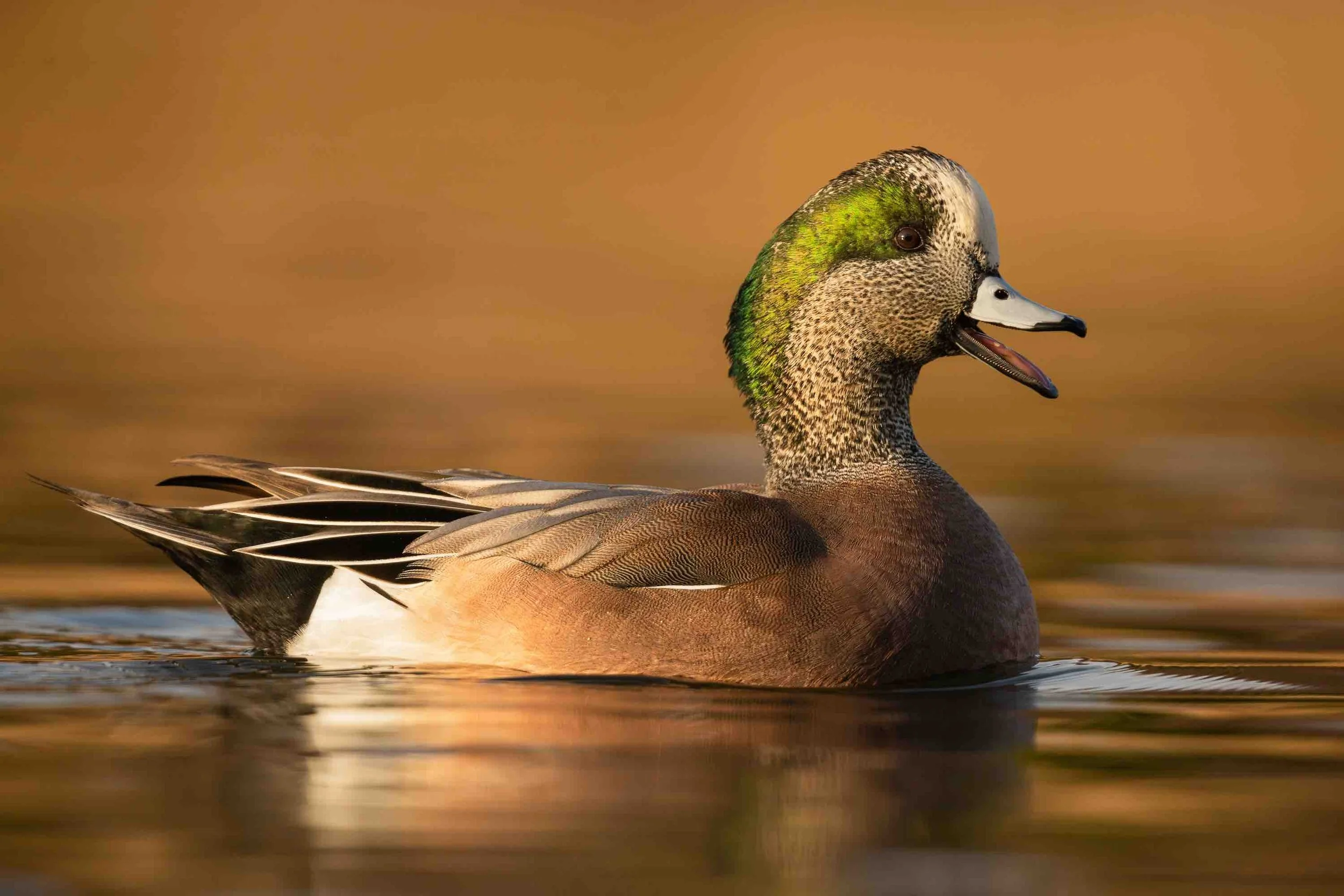 November with the Birds 2025