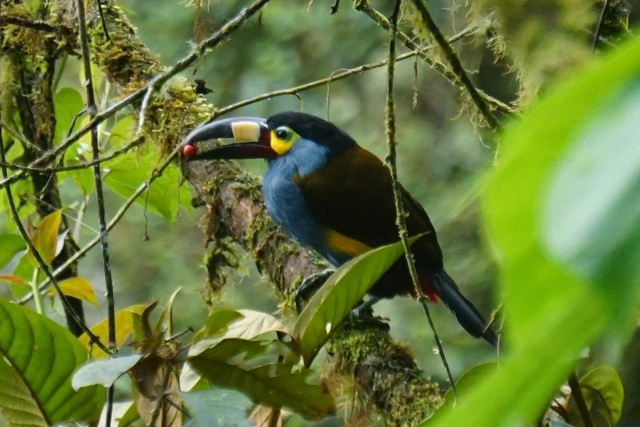 Coming Soon! Ecuador: Birding the Choco-Andes Region