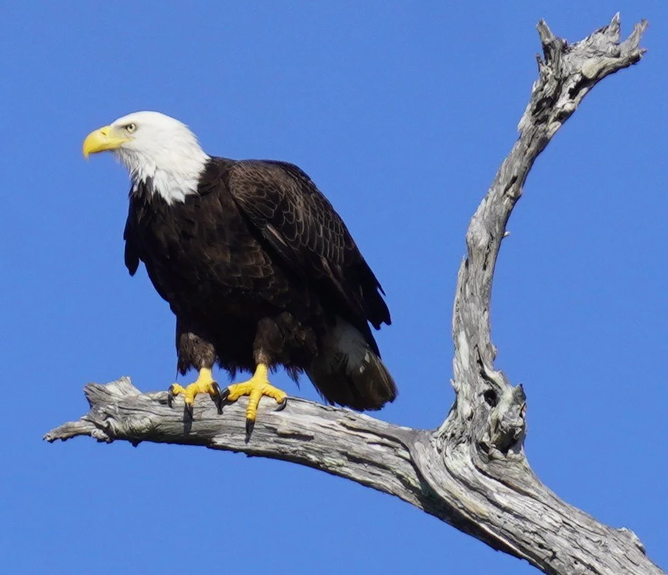 Big Cypress to Naples Birding