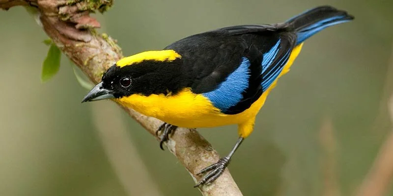 Ecuador: Birding the Choco-Andes Region