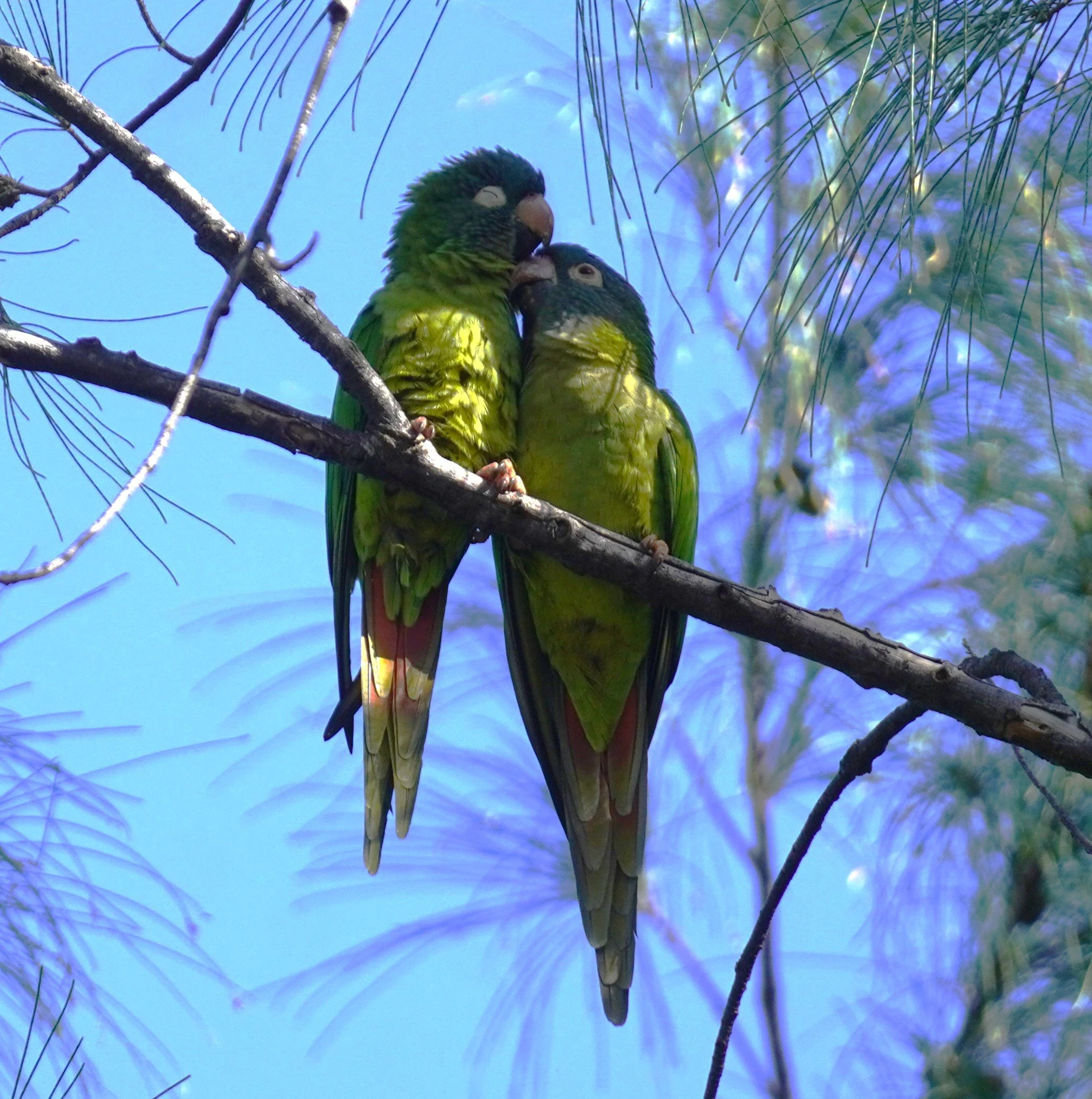 2025 Miami CBC Results