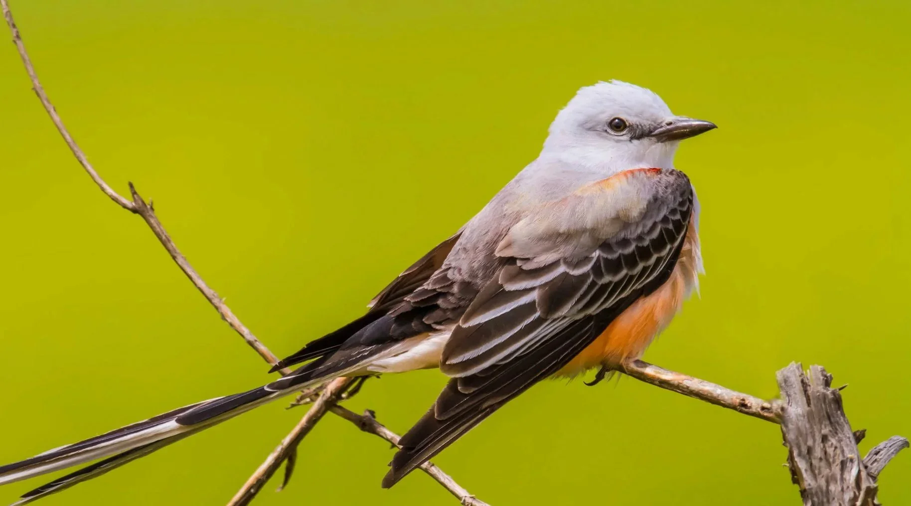 January with the Birds 2026