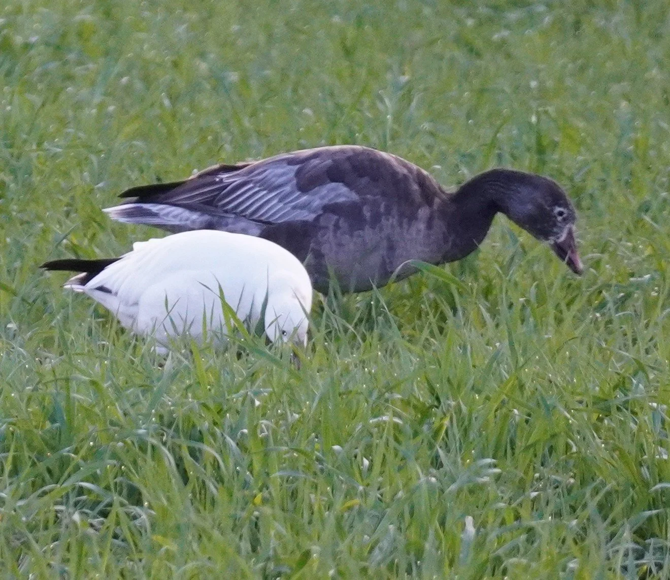 North Florida Birding Tour 2026