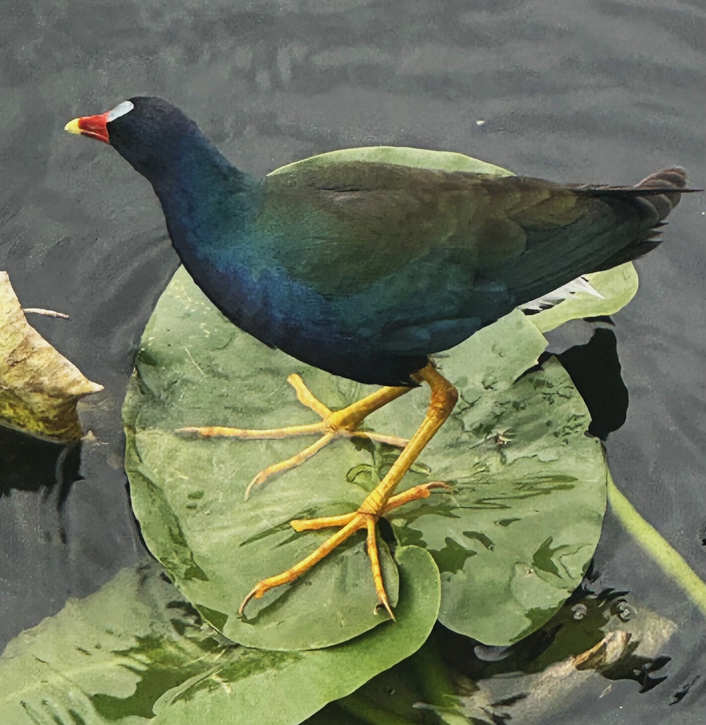 Everglades National Park Birding