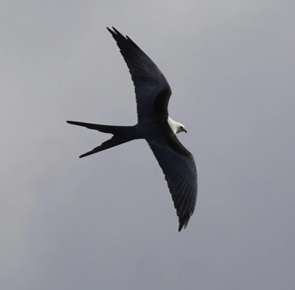 Everglades National Park Birding, 3/7/26