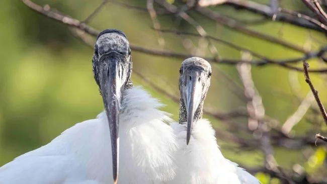 March with the Birds 2026