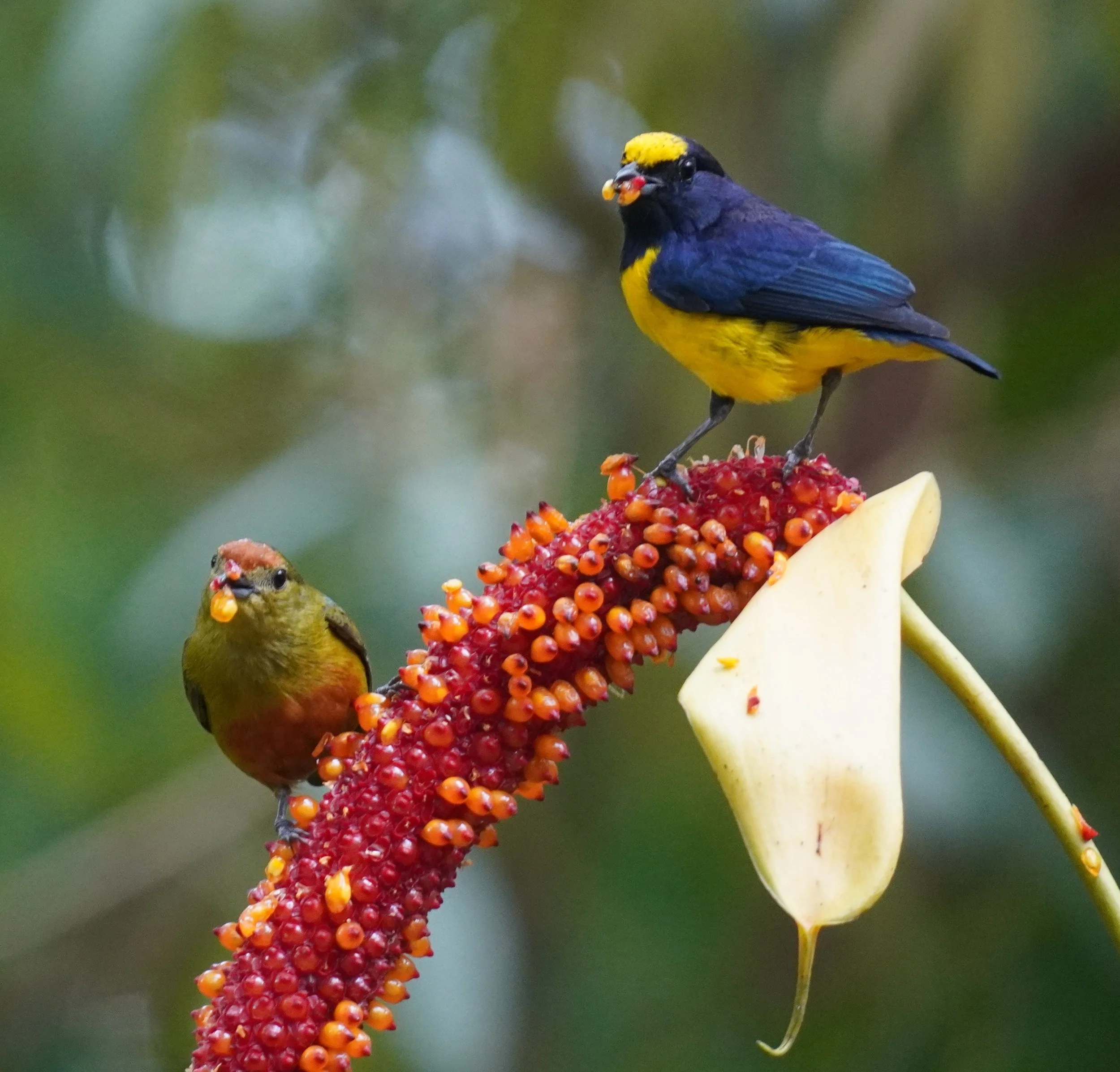 Panama: Birding Between Two Continents - March 21-28, 2026