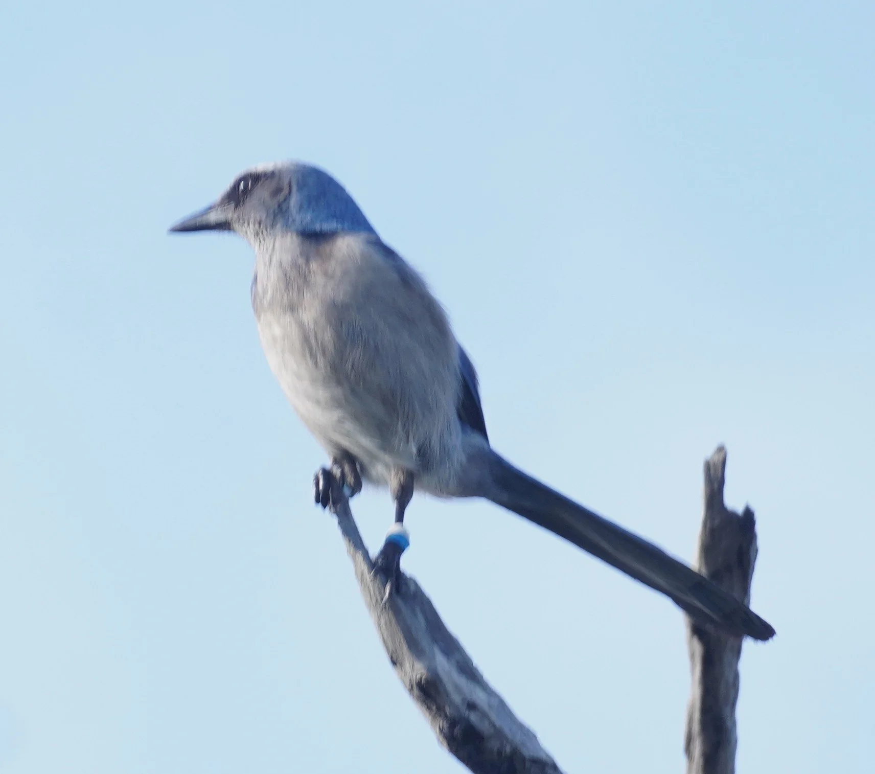 Martin and Northern Palm Beach County Birding