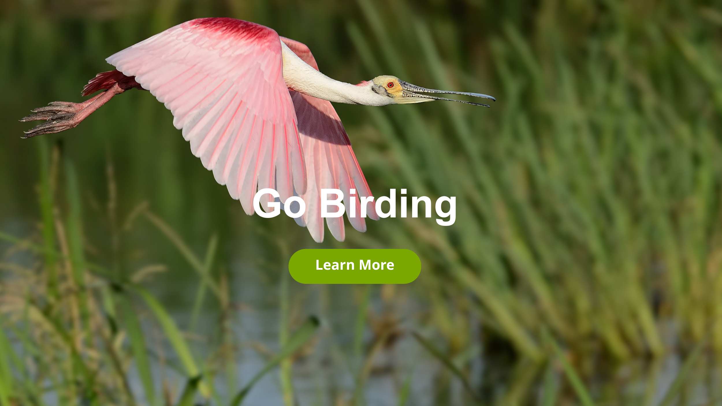 Go Birding.png