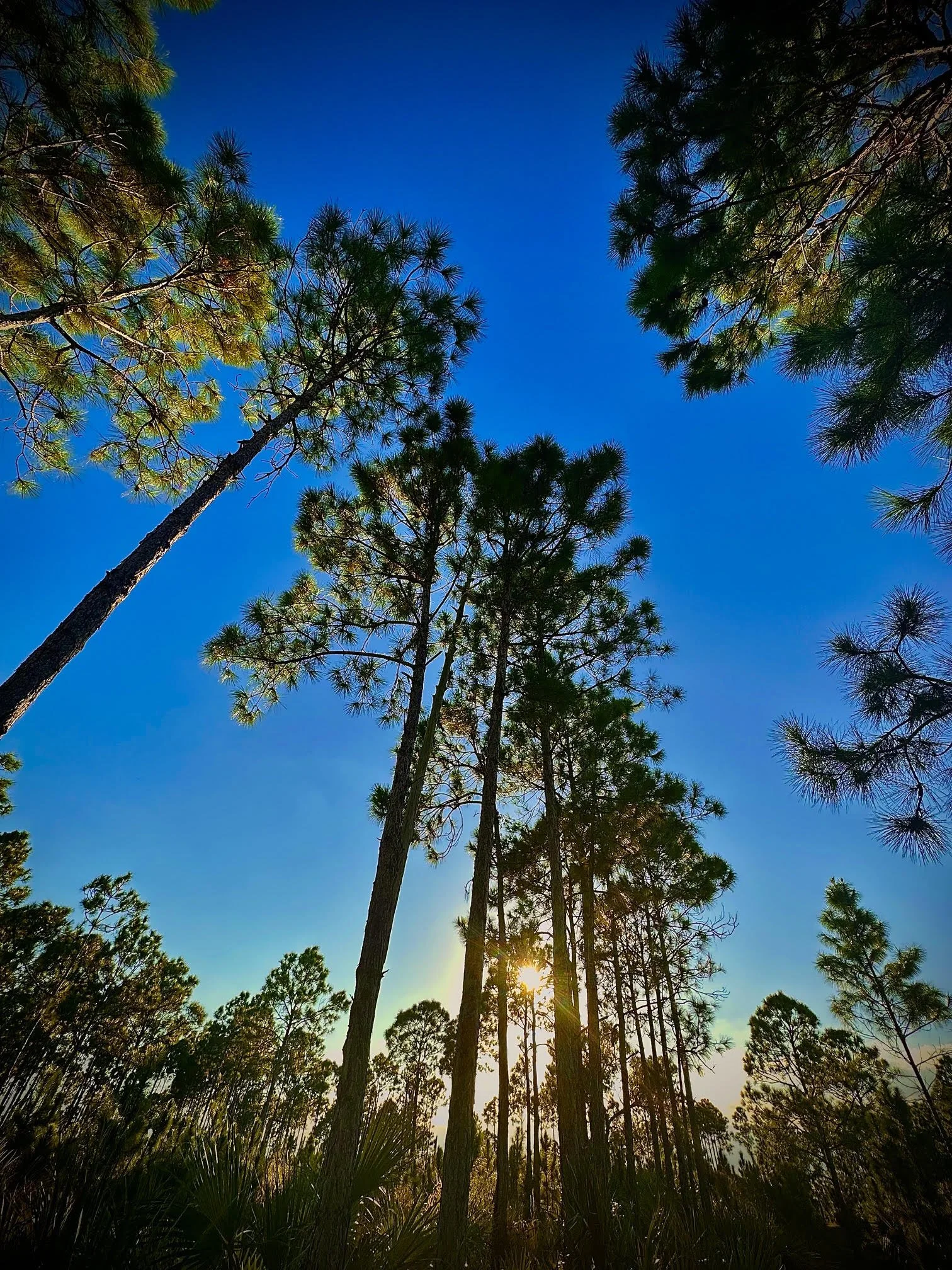 $925K to Help Pine Rocklands