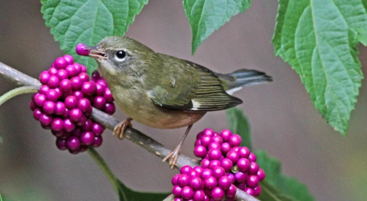 June with the Birds 2026