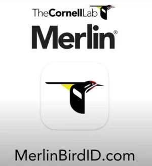 Merlin-App-photo-e1648748889940.jpg