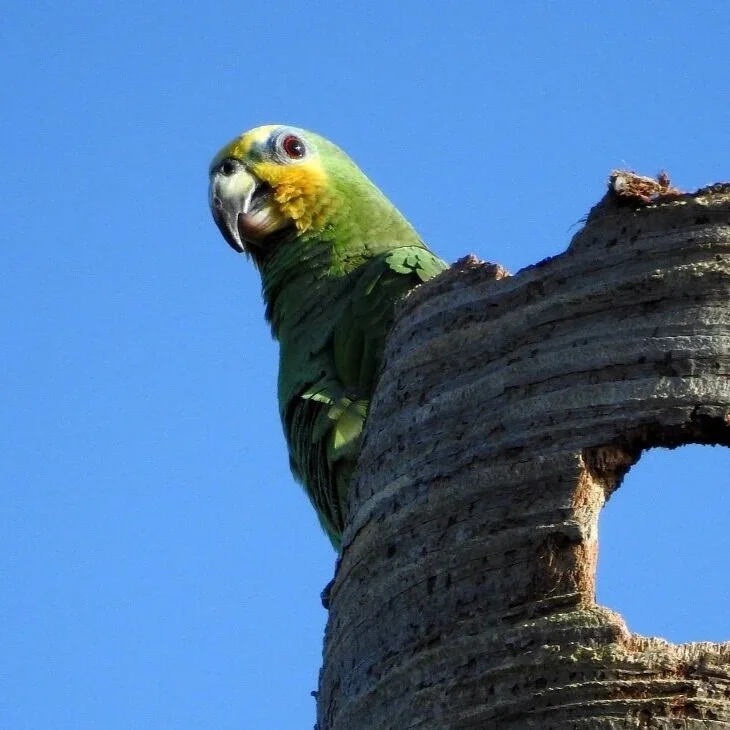 Tropical Park Birding