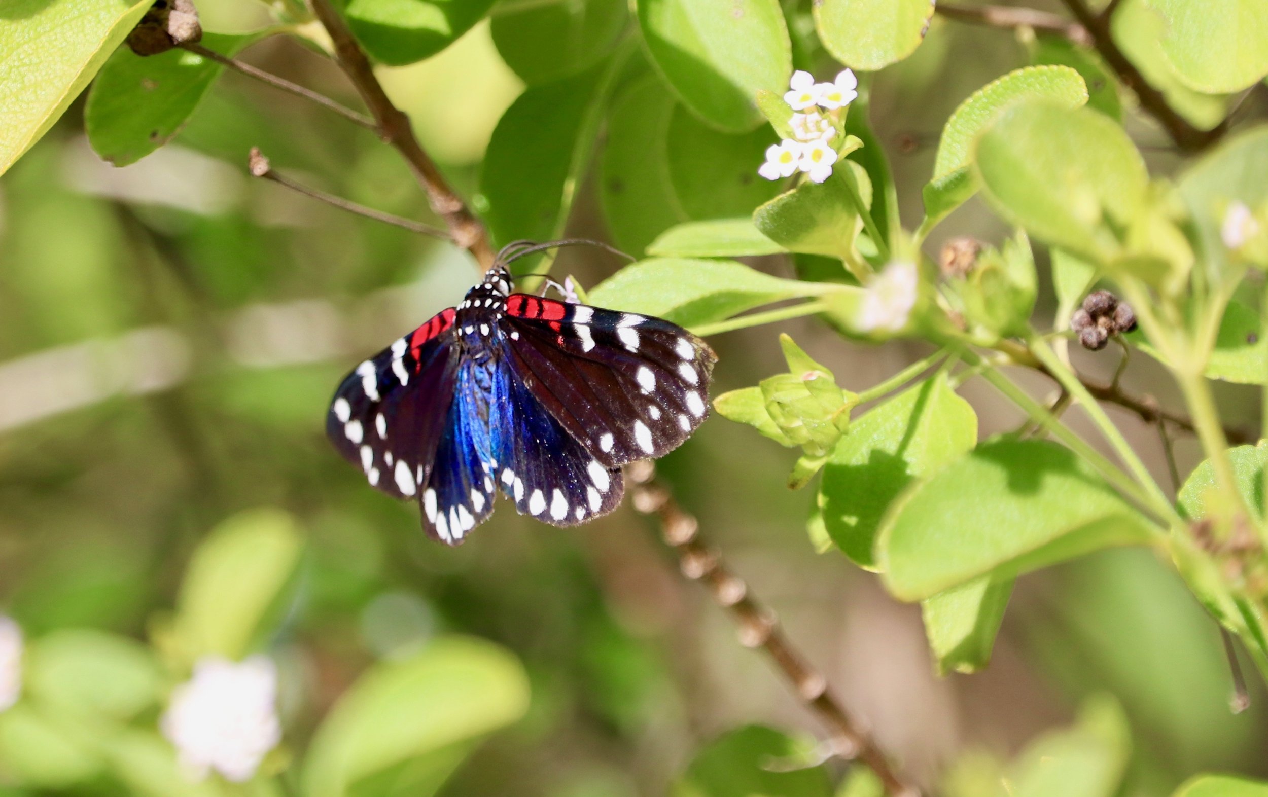   Tell Miami-Dade to allocate $20 million for Endangered Lands! Take Action!  