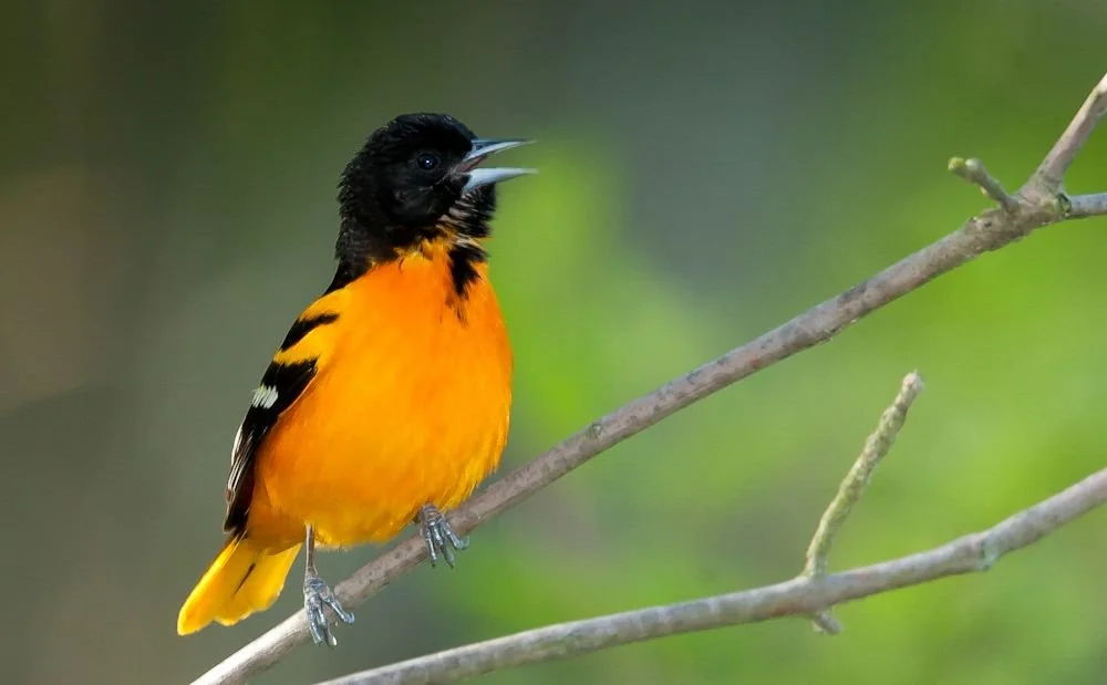 September with the Birds 2026