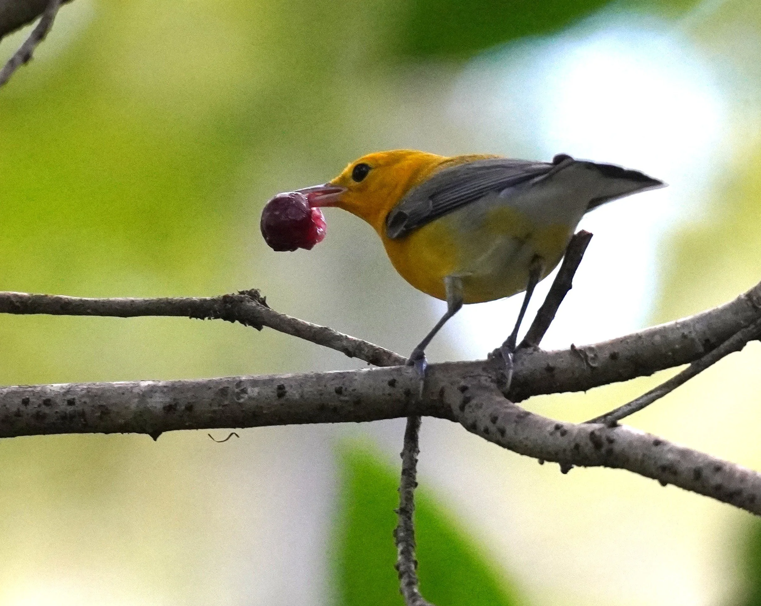 Corkscrew Swamp Sanctuary Birding