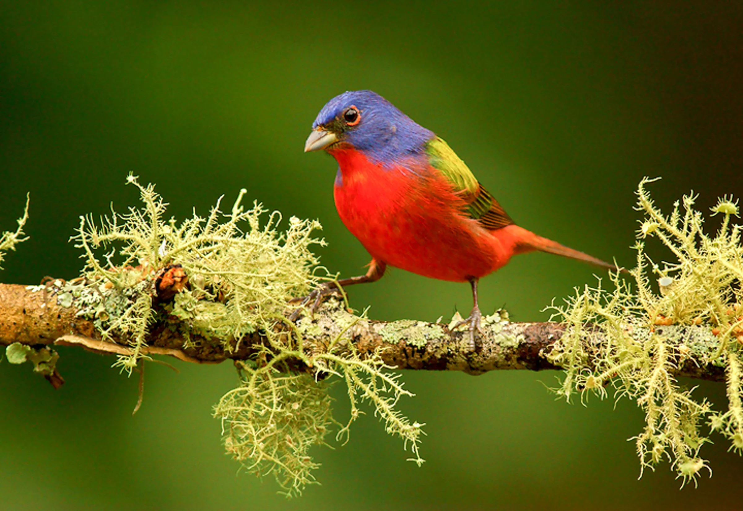 October with the Birds 2026