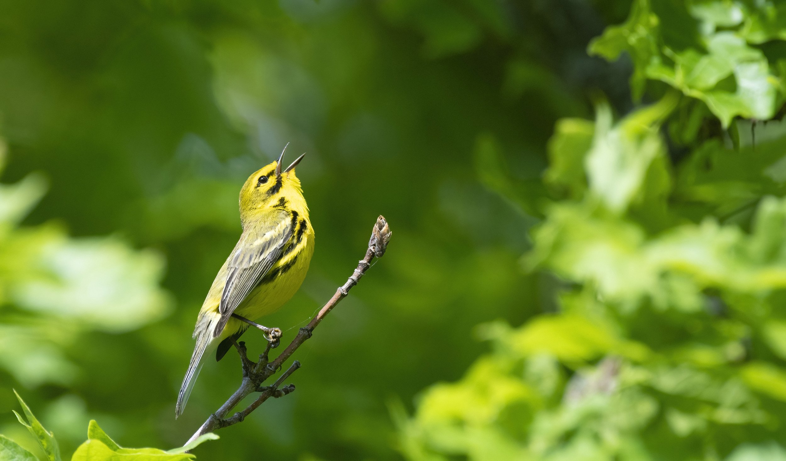   Members Migration, April 26, 4-6pm  